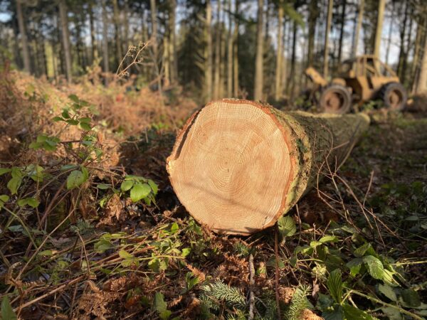 Timber felling
